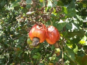 Pseudofruto ou falso fruto: O que é