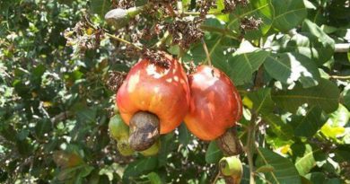 Pseudofruto ou falso fruto: O que é
