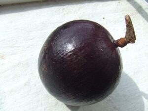 Frutas Equatoriais: Abiu Roxo ou Caimito