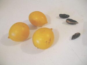 Frutas Equatoriais: Abiu ou Abieiro