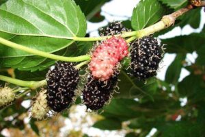 Frutas Subtropicais: Amora
