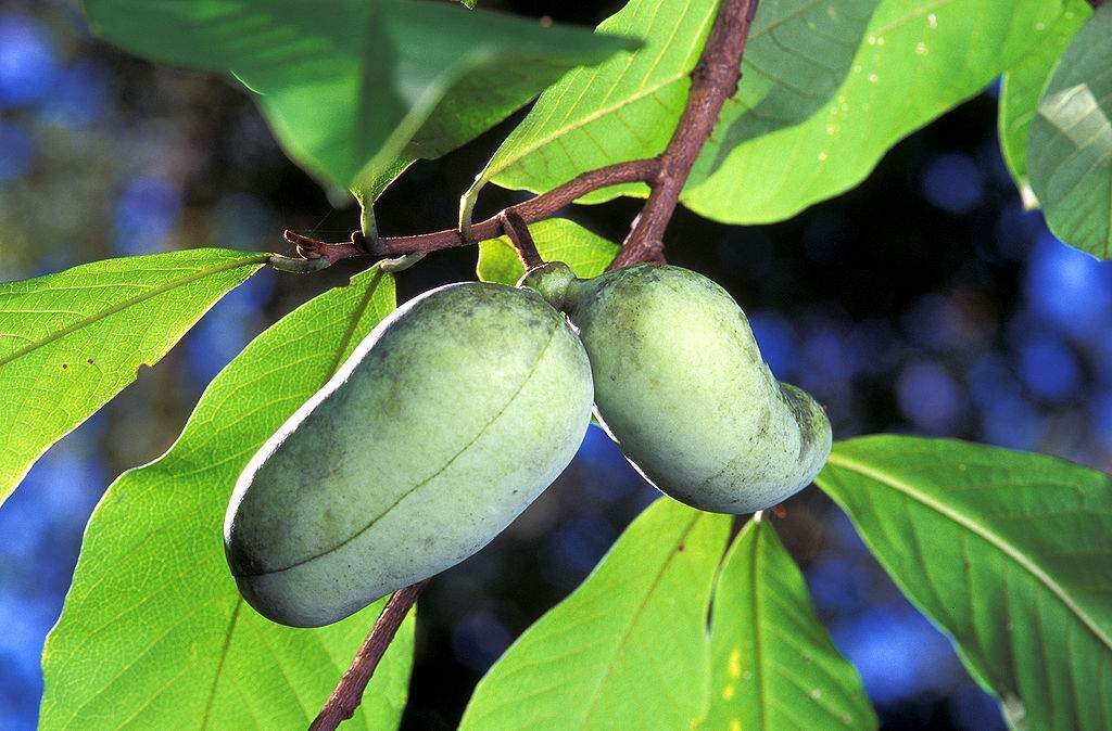 Frutas da América do Norte: Asimina Triloba