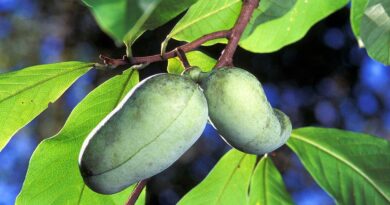 Frutas da América do Norte: Asimina Triloba