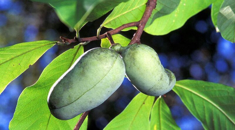 Frutas da América do Norte: Asimina Triloba