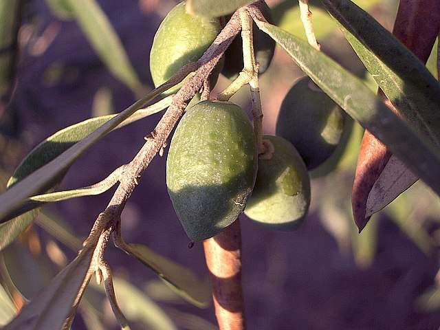 Frutas Subtropicais: Azeitona