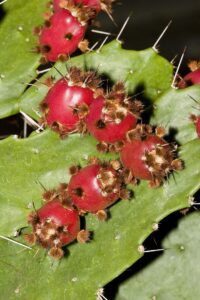 Cactos: Brasilopuntia brasiliensis
