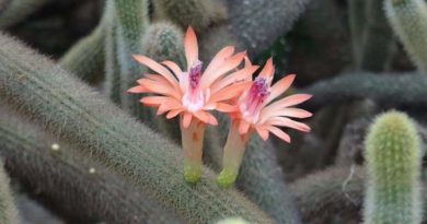 Cactos ou Cactus e Outras Plantas Suculentas