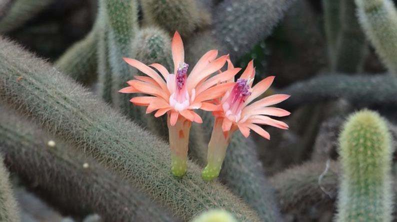 Cactos ou Cactus e Outras Plantas Suculentas