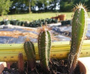 Cereus repandus