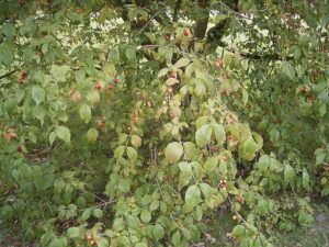 Frutas Subtropicais: Cornelian Cereja ou Cornus