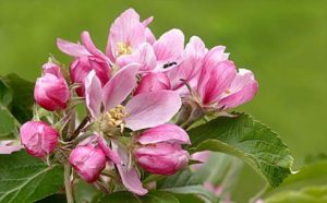 Família Rosaceae: Qual a definição