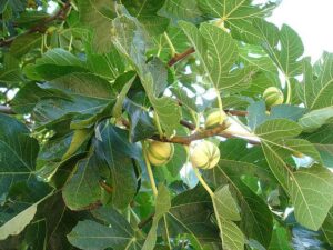 Frutas Subtropicais: Figo