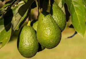 Frutas tropicais: Abacate