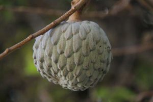 Frutas tropicais: Fruta-do-conde