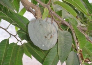 Frutas tropicais: Graviola