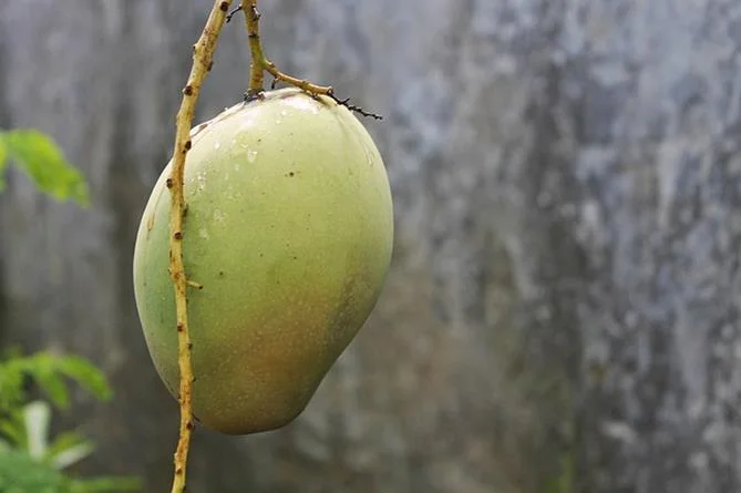 Frutas tropicais: Manga