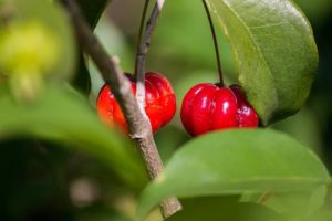 Frutas tropicais: Pitanga