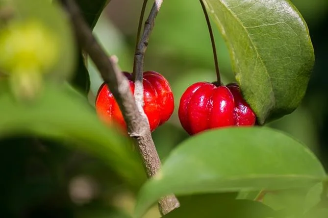 Frutas tropicais: Pitanga