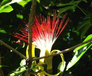 Frutas Equatoriais: Monguba ou Munguba