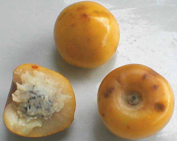 Frutas Equatoriais: Murici ou Muruci