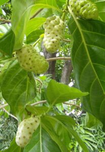 Frutas da Ásia: Noni ou Morinda Citrifolia