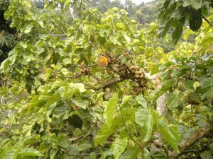 Frutas Equatoriais: Sapota do Solimões