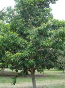 Frutas Equatoriais: Sapota ou Sapoti