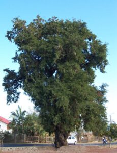 Frutas Equatoriais: Tamarindo