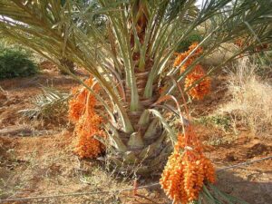 Frutas Subtropicais: Tâmara