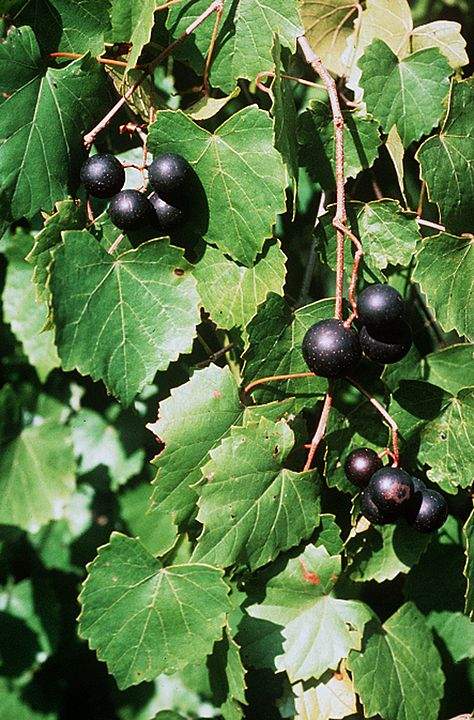 Frutas da América do Norte: Vitis rotundifolia