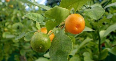 Frutas do Gênero Citrus: Calamondina