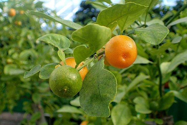 Frutas do Gênero Citrus: Calamondina