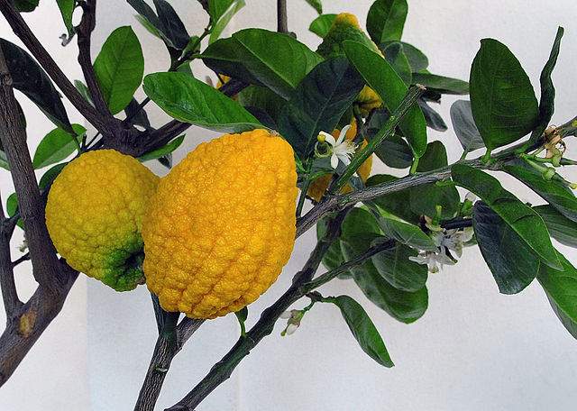 Frutas do Gênero Citrus: Cidra