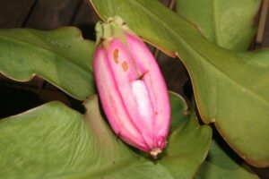 Cactos: Epiphyllum phyllantus