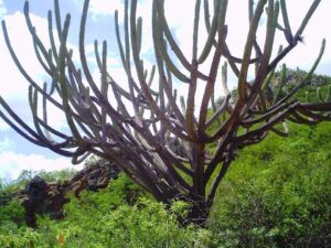 Cactos: Facheiro