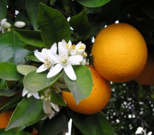 Frutas do Gênero Citrus: Laranja