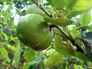 Frutas do Gênero Citrus: Lima