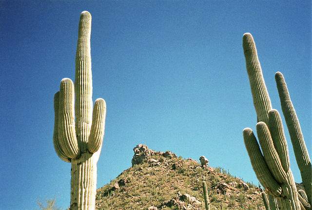 Cactos: Saguaro