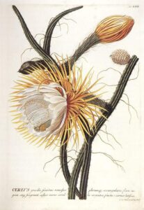 Cactos: Selenicereus grandiflorus